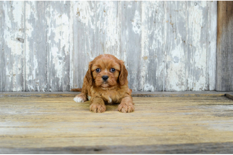 Adorable Cavalier Designer Puppy