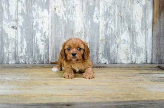 Adorable Cavalier Designer Puppy