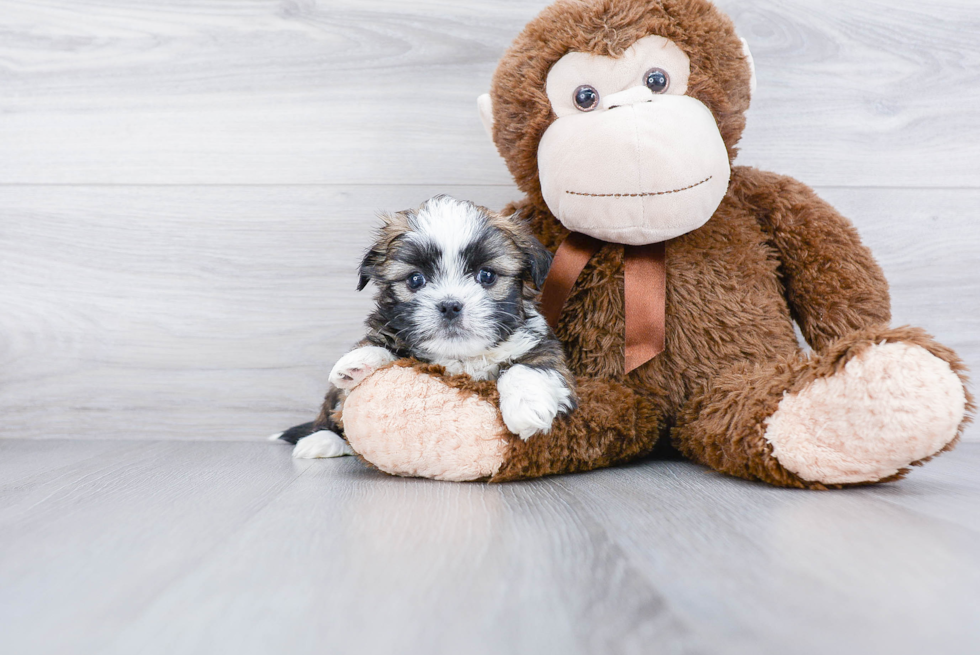 Little Shitzu Designer Puppy