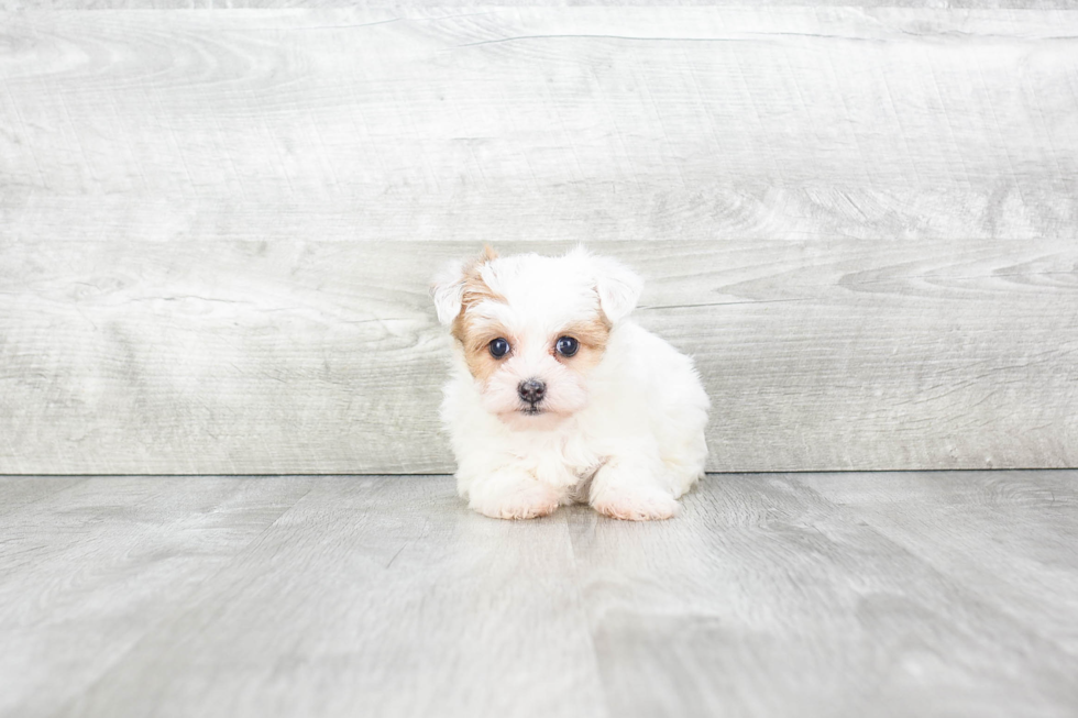 Morkie Puppy for Adoption