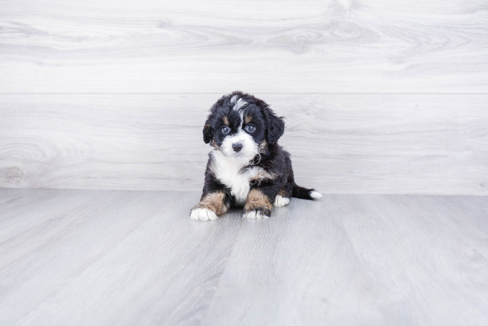 Funny Mini Bernedoodle Poodle Mix Pup