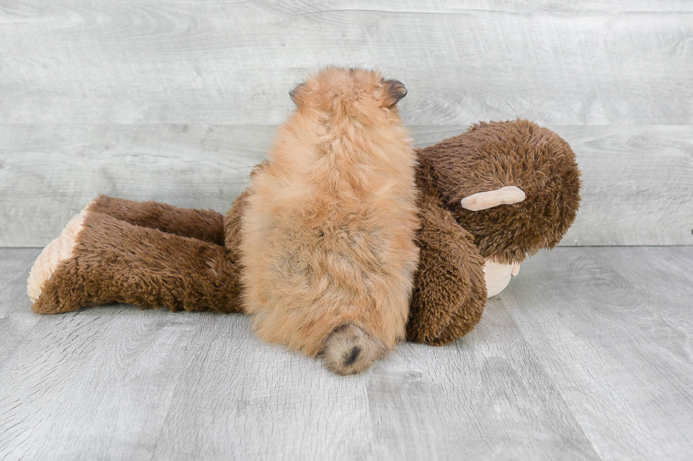 Smart Pomeranian Purebred Puppy