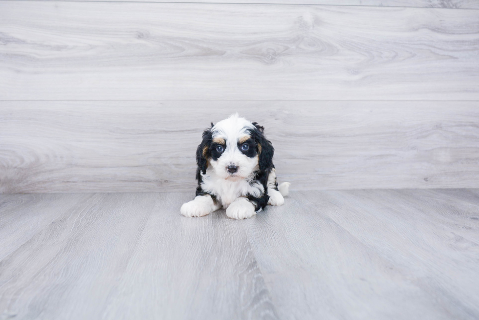 Mini Bernedoodle Puppy for Adoption