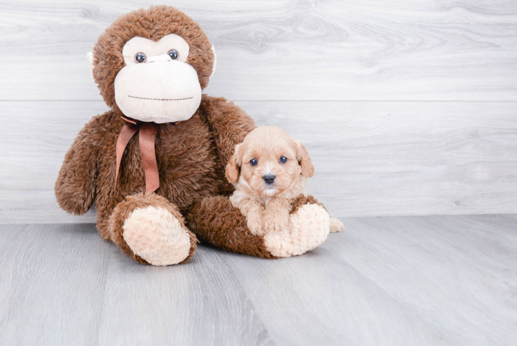Cavapoo Puppy for Adoption