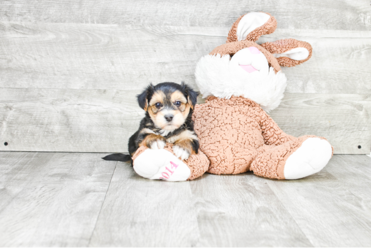 Best Morkie Baby