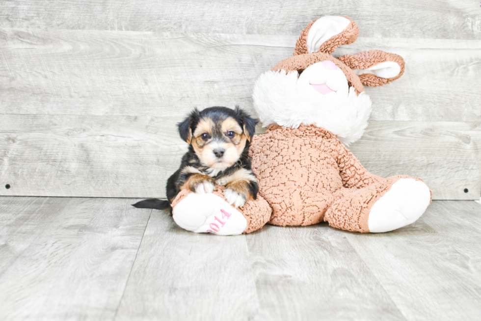 Best Morkie Baby