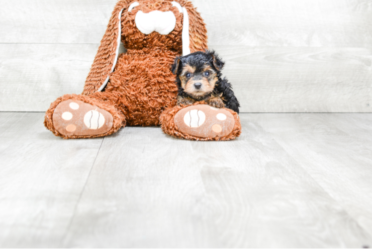 Friendly Yorkie Poo Baby