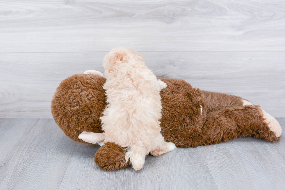 Fluffy Maltipoo Poodle Mix Pup