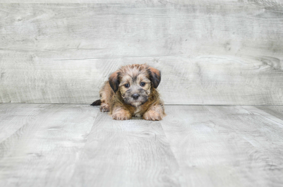 Morkie Pup Being Cute