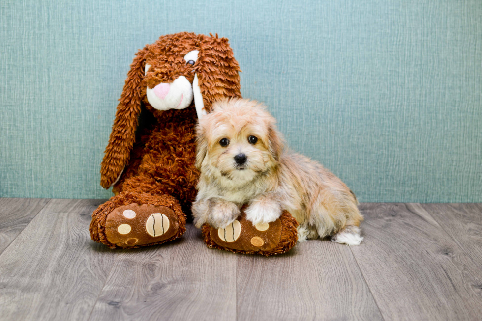 Playful Yorkie Designer Puppy