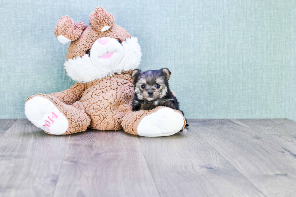 Morkie Pup Being Cute