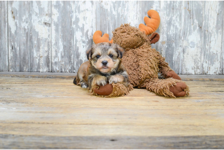Little Yorkie Designer Puppy