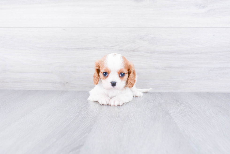 Best Cavalier King Charles Spaniel Baby
