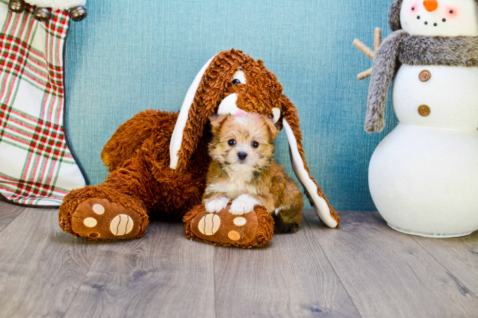 Morkie Puppy for Adoption