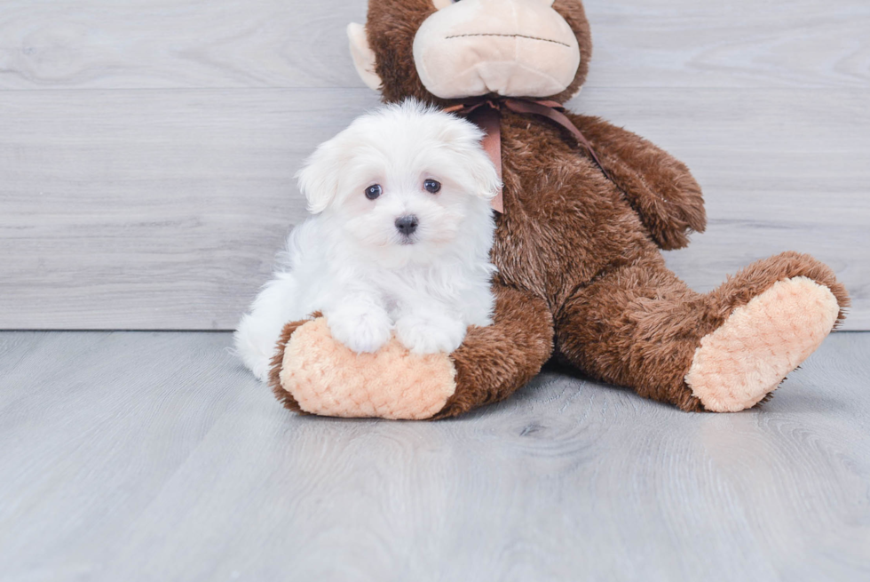 Cute Maltese Purebred Puppy
