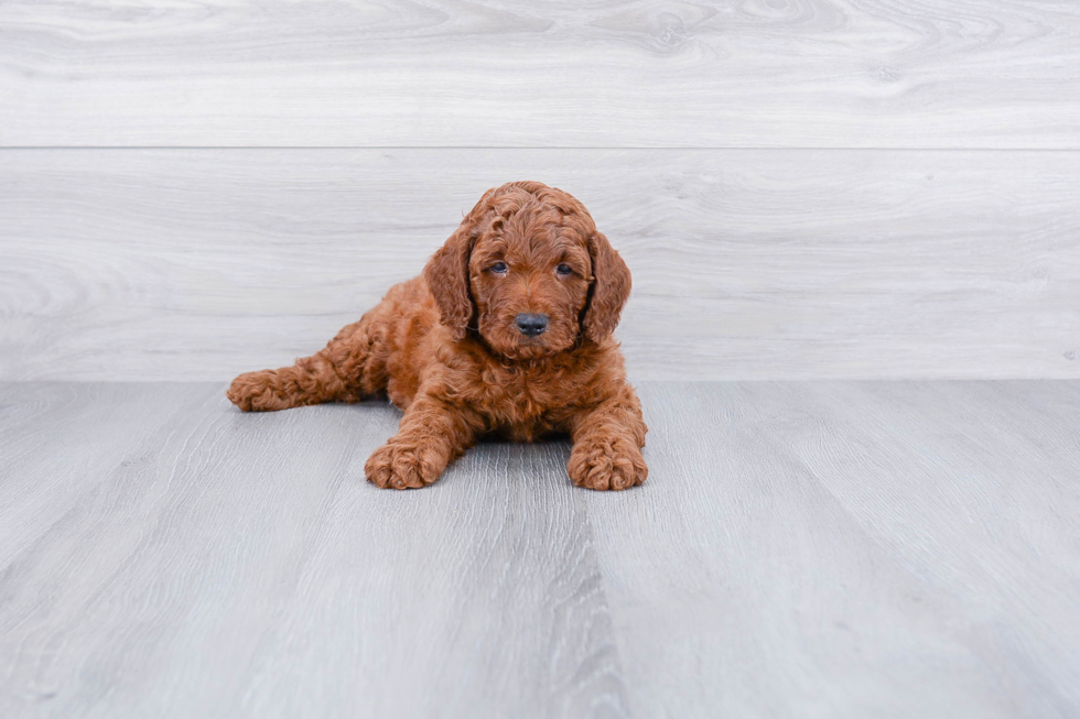 Petite Cockapoo Poodle Mix Pup