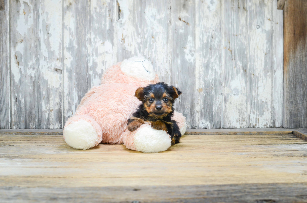 Petite Morkie Designer Pup