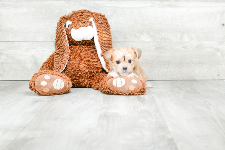 Morkie Pup Being Cute