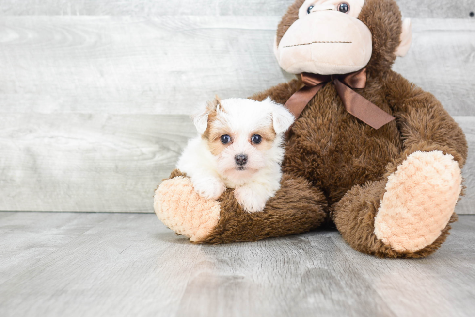 Funny Morkie Designer Pup