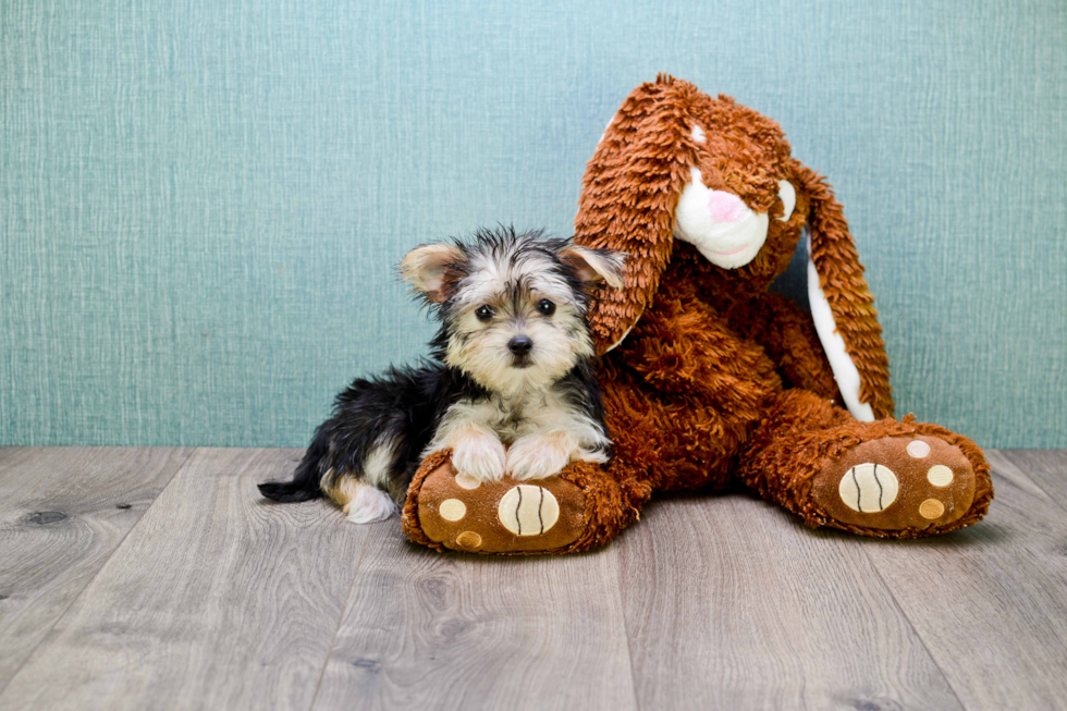 Morkie Puppy for Adoption