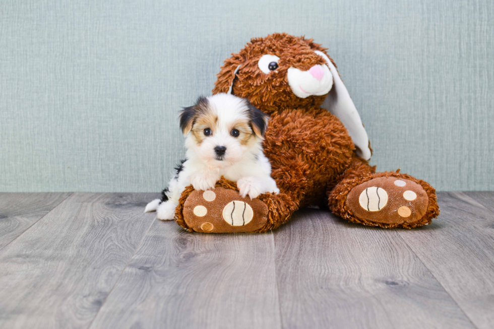 Morkie Pup Being Cute
