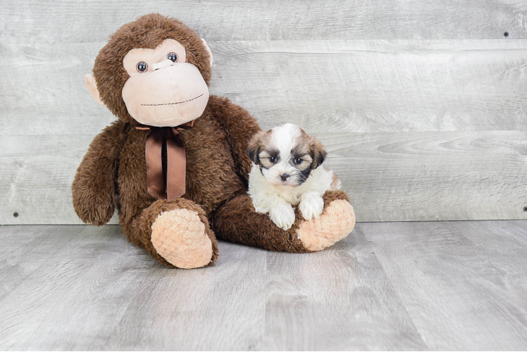 Smart Teddy Bear Designer Pup