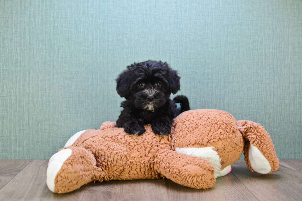 Energetic Yorkie Designer Puppy