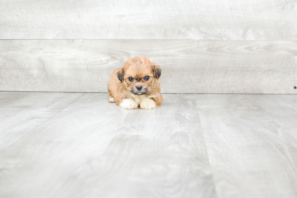 Friendly Teddy Bear Baby