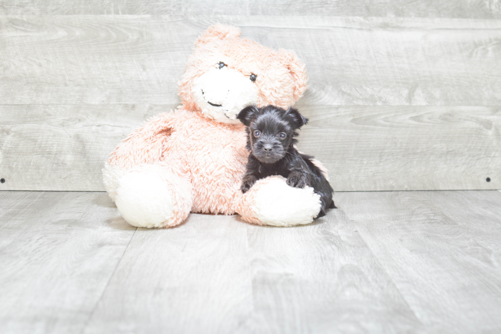 Morkie Pup Being Cute