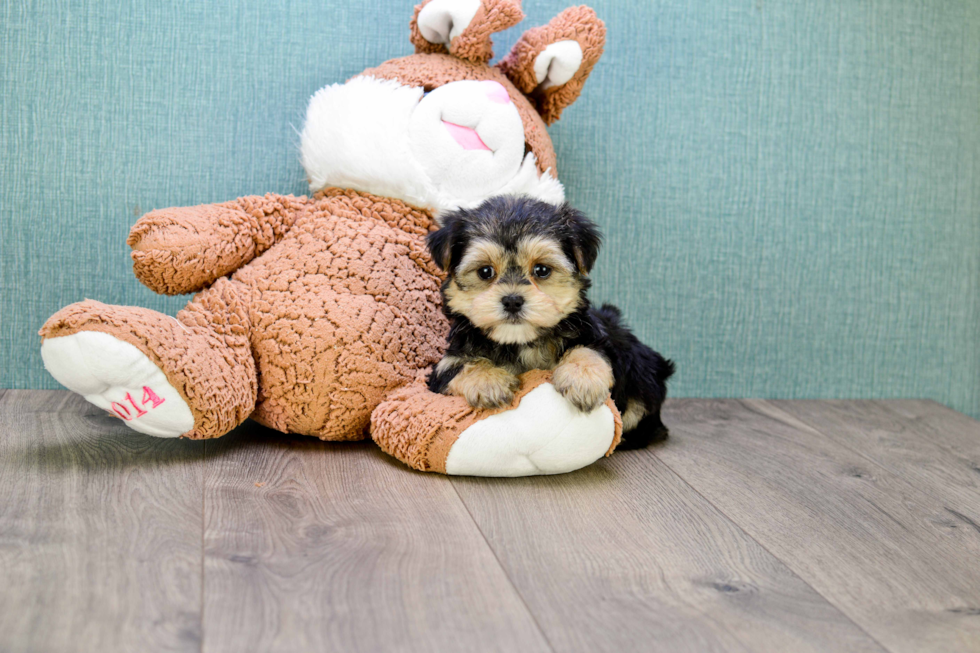 Morkie Pup Being Cute