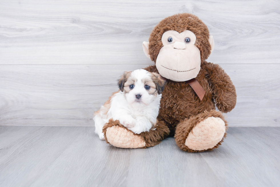 Teddy Bear Puppy for Adoption