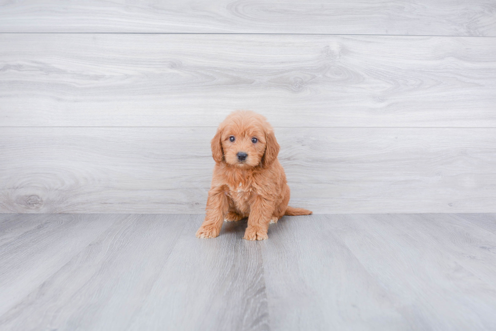 Best Mini Goldendoodle Baby