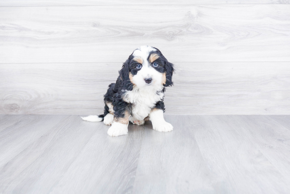Funny Mini Bernedoodle Poodle Mix Pup