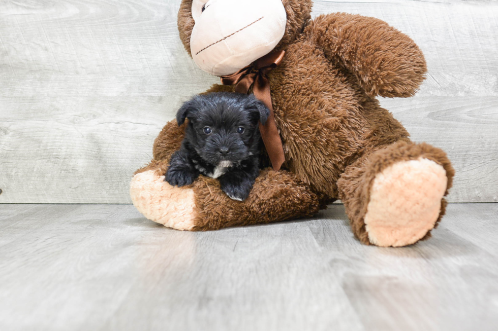 Morkie Pup Being Cute