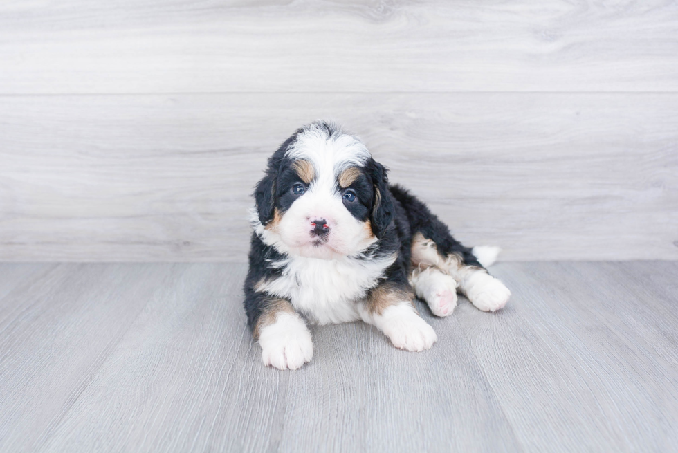 Mini Bernedoodle Pup Being Cute
