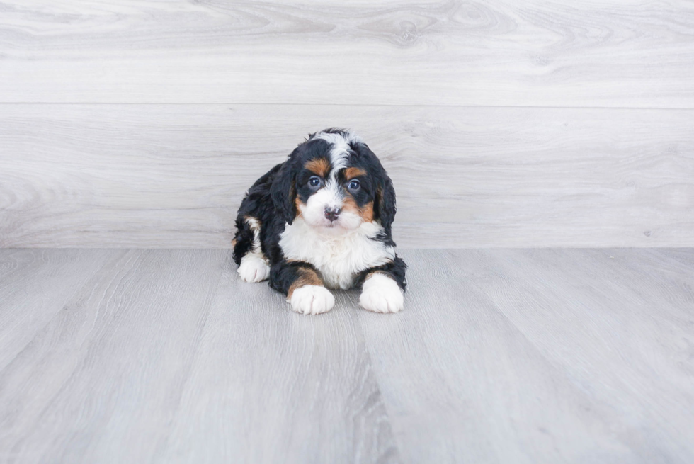 Small Mini Bernedoodle Baby