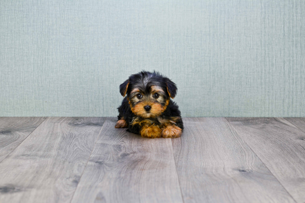 Meet Timmy - our Yorkshire Terrier Puppy Photo 