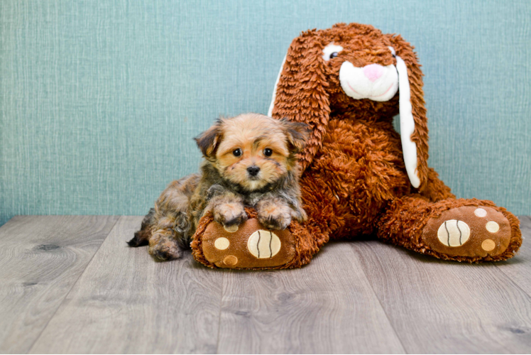 Energetic Yorkie Designer Puppy