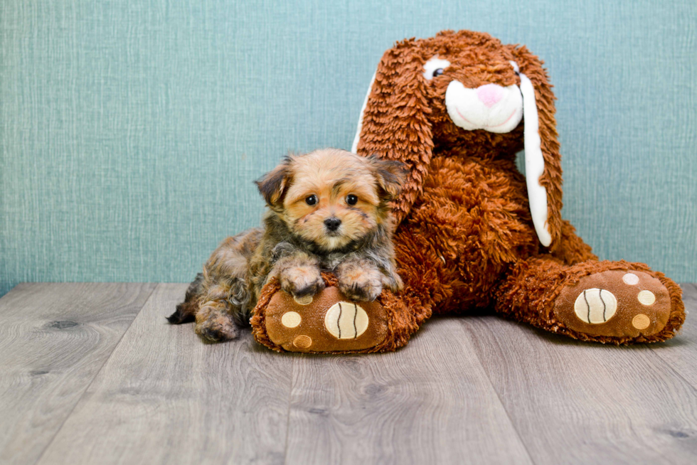 Energetic Yorkie Designer Puppy