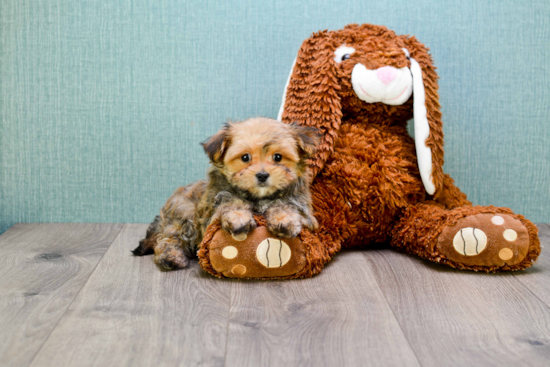 Energetic Yorkie Designer Puppy