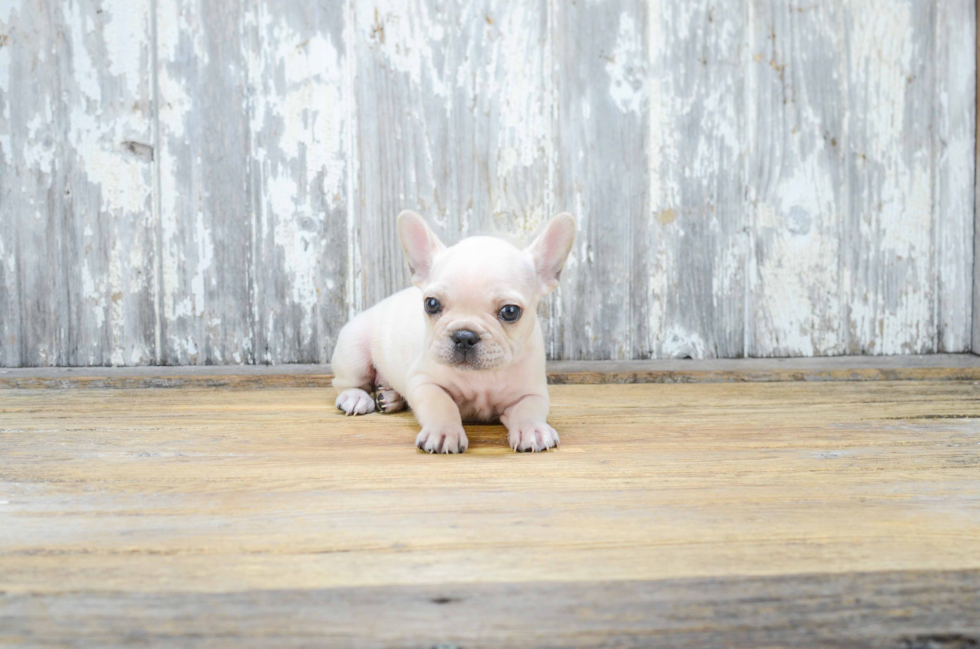 Best French Bulldog Baby