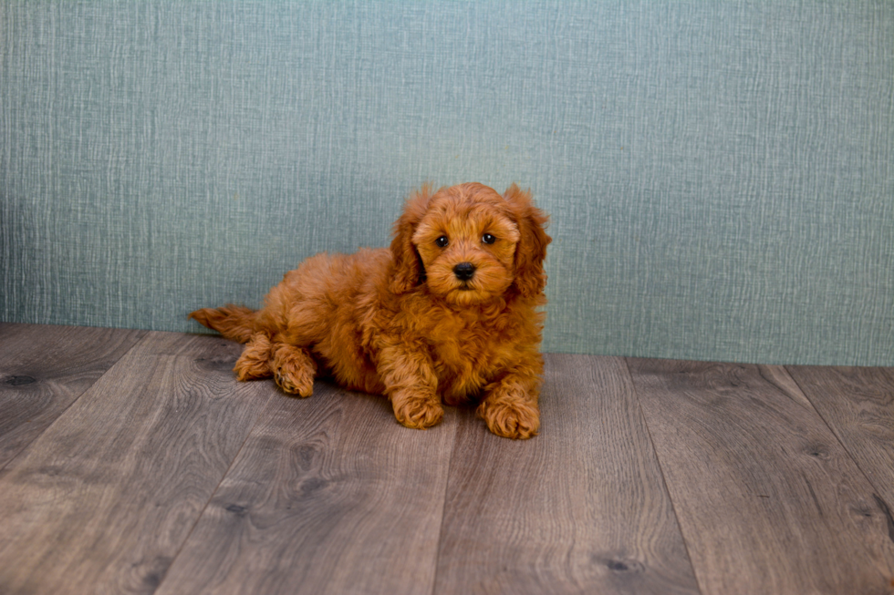 Smart Mini Goldendoodle Poodle Mix Pup