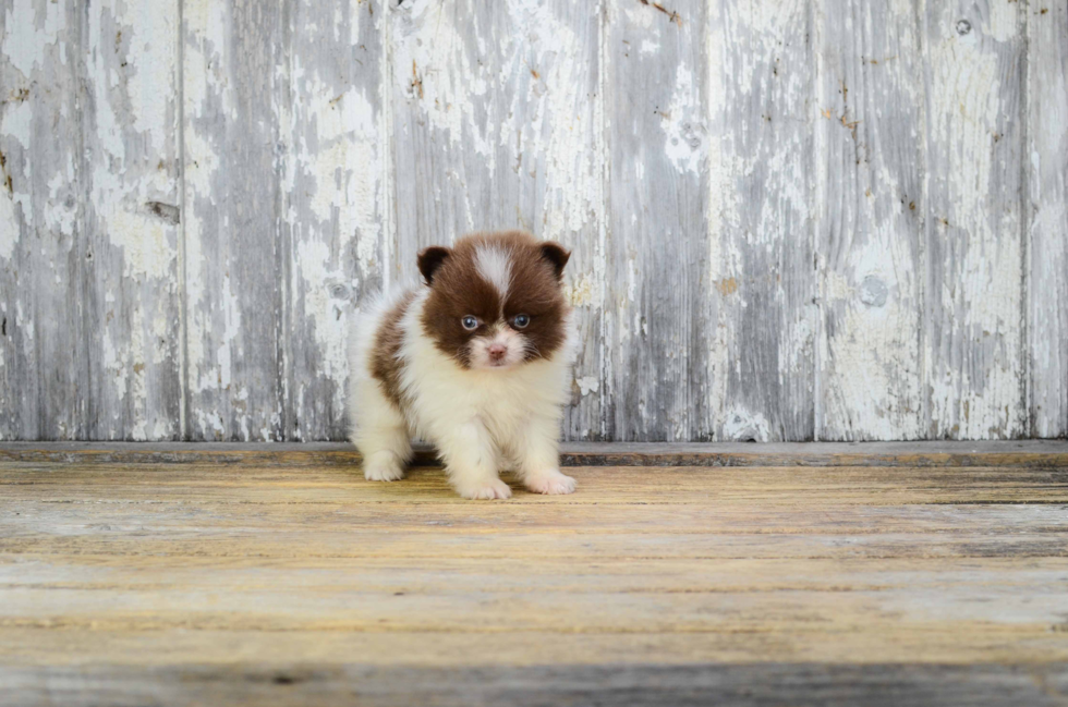 Funny Pomeranian Purebred Pup