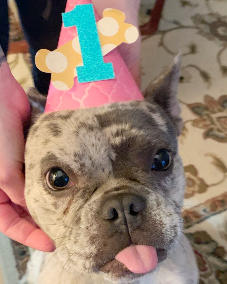 Friendly French Bulldog Purebred Pup