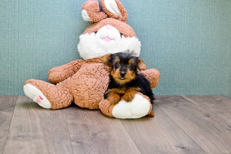 Meet Lisa - our Yorkshire Terrier Puppy Photo 