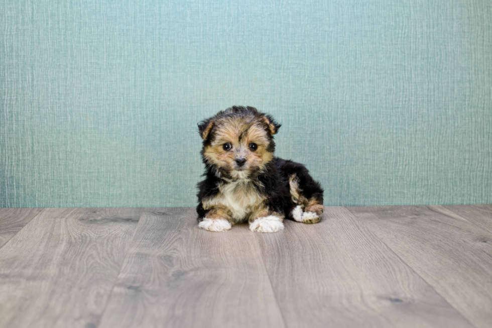Best Morkie Baby
