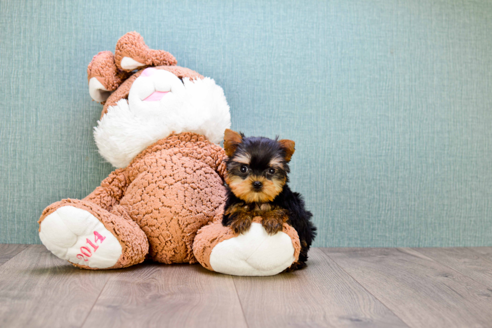 Meet Miss Perfection - our Yorkshire Terrier Puppy Photo 