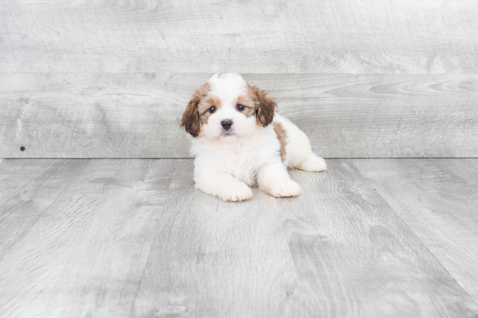 Playful Bernadoodle Poodle Mix Puppy