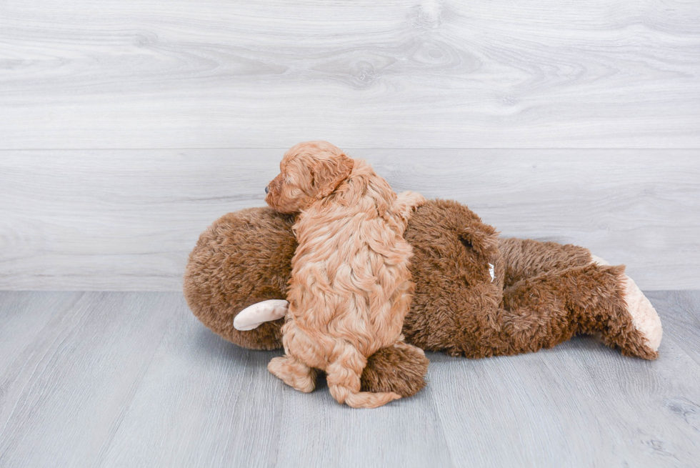 Playful Cavoodle Poodle Mix Puppy