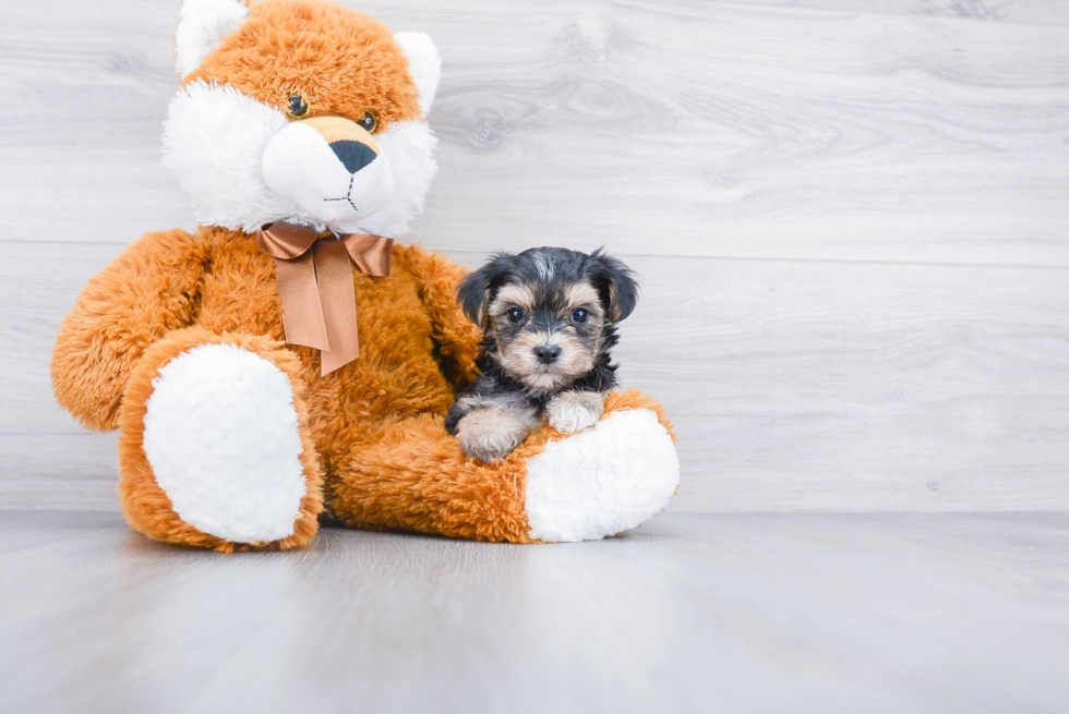 Morkie Puppy for Adoption